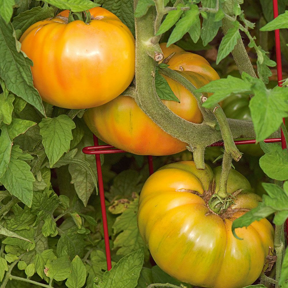 Gold Medal Tomato Seeds, Ruby Gold, Beefsteak, Slicing, NON-GMO, FREE SHIPPING