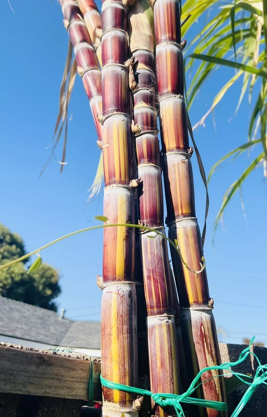 Rare Jamaican Variegated Sugarcane Striped Sugar Cane 1 Cutting With 2 Node
