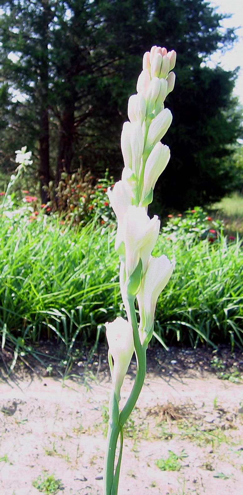 Tuberose medium size bulbs double pearl set of 10 – FRAGRANT – Polianthus