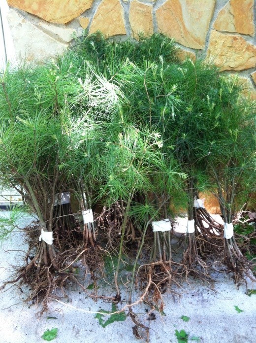 Smokey Mountain Grown(3)WHITE PINE TREES 20″- 24inch STARTER SEEDLINGS Ref#REG.