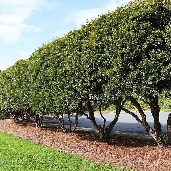 Three 3 WAX Myrtle Trees 12 Inches Or Taller Trees