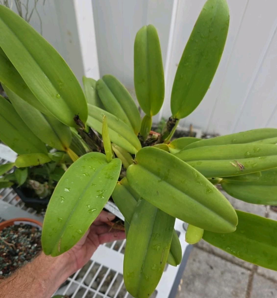Cattleya jemenii v semi alba x delicata Fragrant XXL Plant Buds Starting To Pop