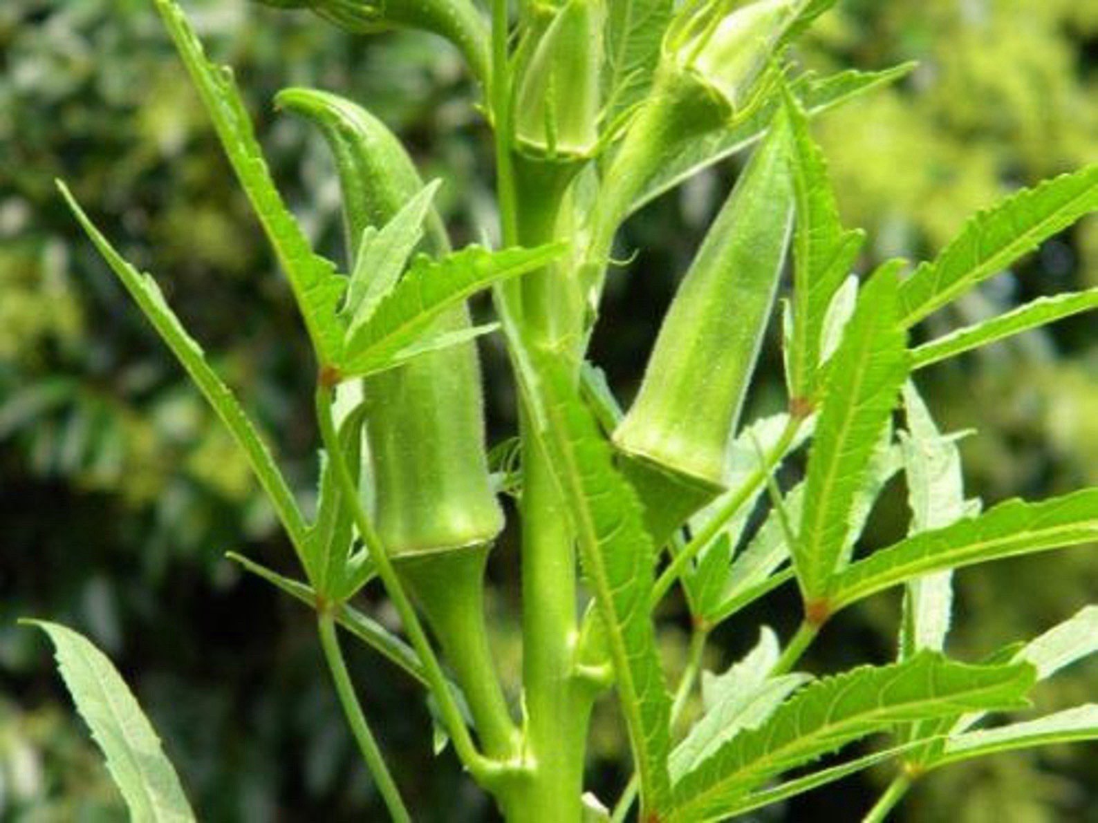 Organic Clemson Spineless Okra Seeds. 1 Tbsp Of Seeds Approximately 150 Seeds
