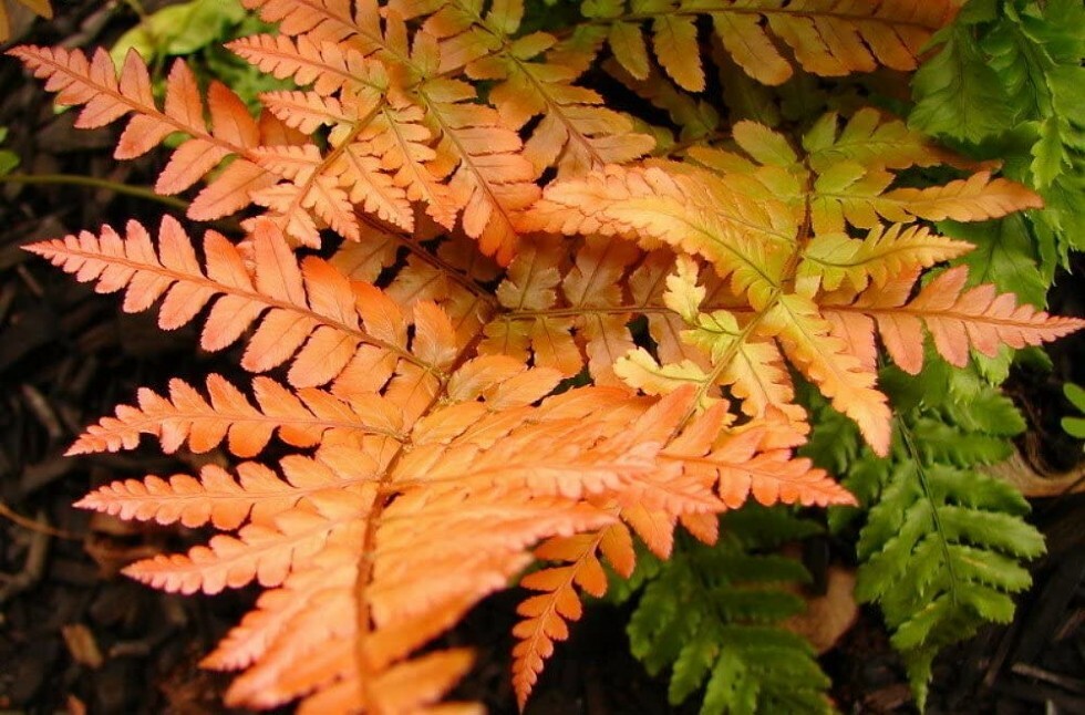 Dryopteris Autumns Xylems & Phloems Ferns Indoors And Outdoors Live Plant 4″ Pot