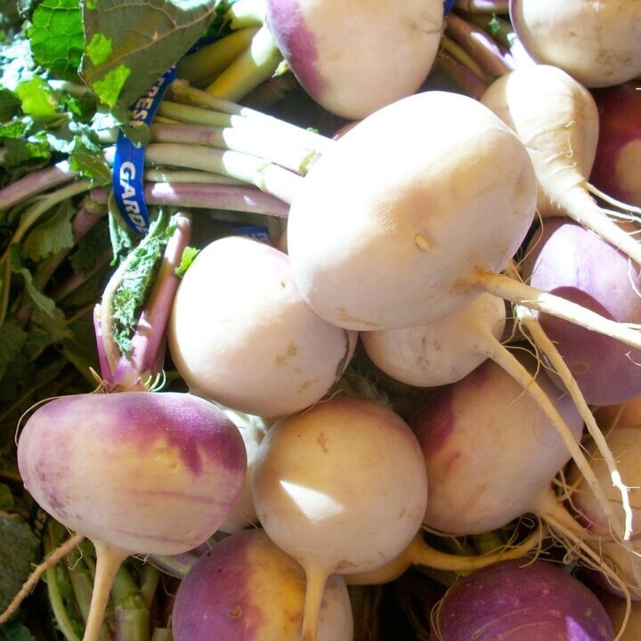   1000 Purple Top WHITE GLOBE Turnip Seeds THANKS FROM POPPA IN THE GARDEN