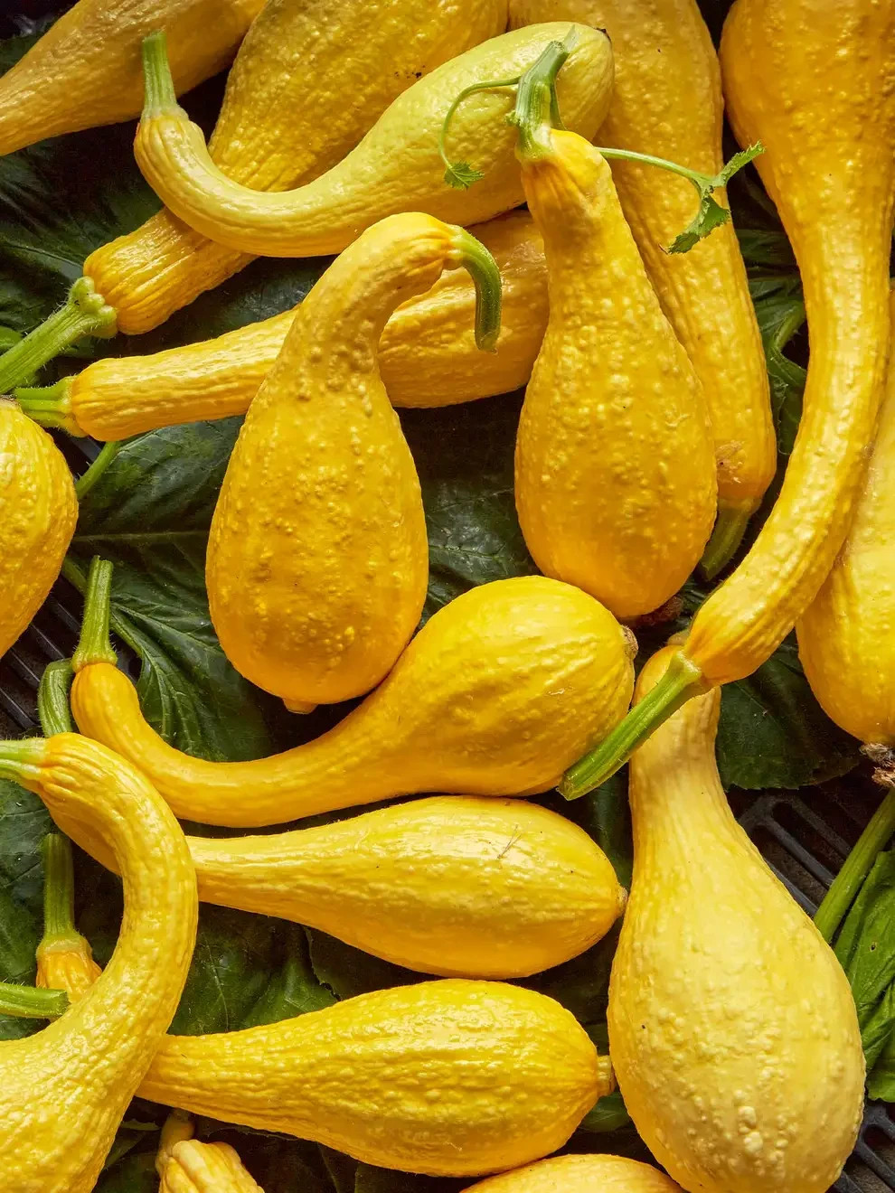 3 Yellow Squash Plants in 4″ Pot, Vegetable GARDEN planting NON-GMO