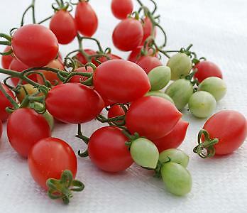 Tomato Pink Champagne 100 seeds