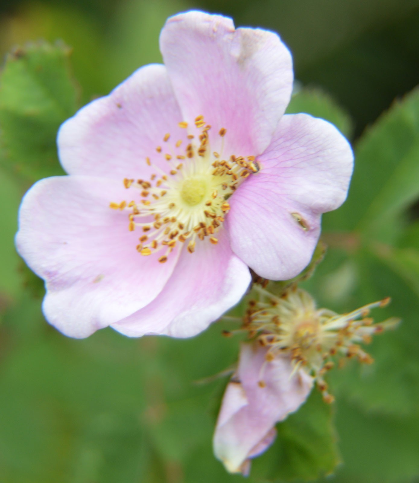 Rosa californica | California Wildrose | 10_Seeds