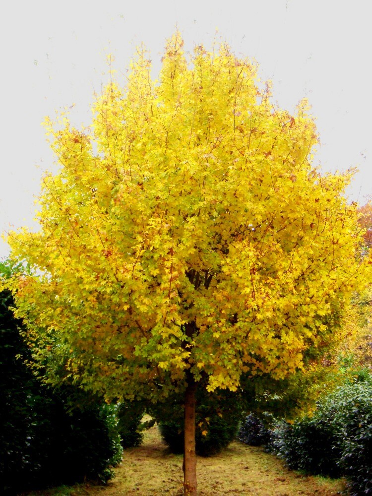 Field Maple Tree | Premium Seeds | Acer campestre ‘Summer’ | Plants’®