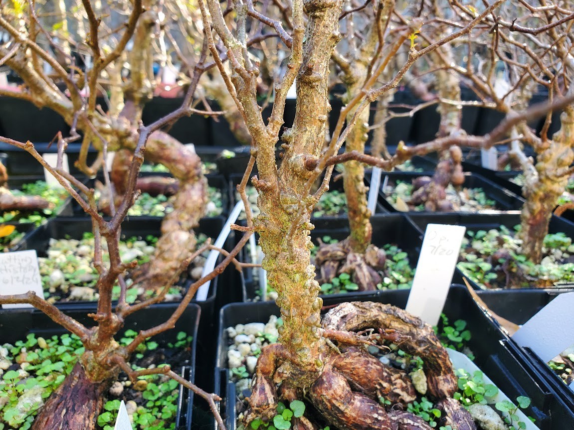 Operculicarya pachypus – Lot OP12 – 5.5 Yr Old – Warty, Gnarly, Knobby, Caudex