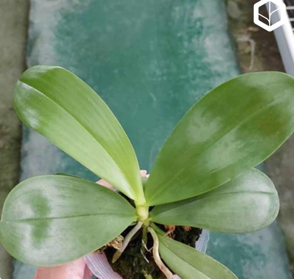 Phalaenopsis Yaphon Bear Sir ‘634’ [IN SPIKE]