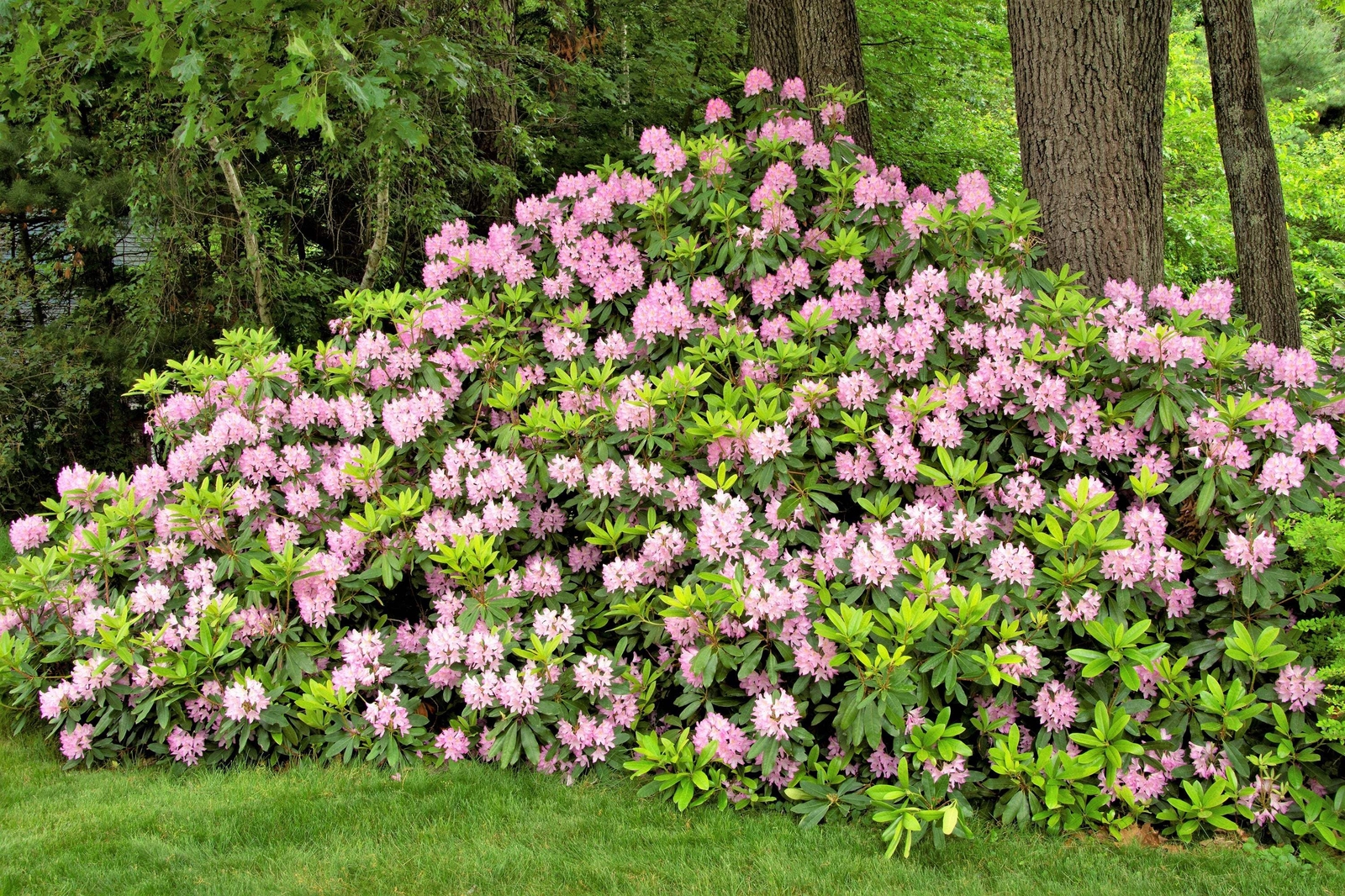 50 MIXED HYBRIDS RHODODENDRON spp Mixed Colors Flower Sun Shade Bush Shrub Seeds