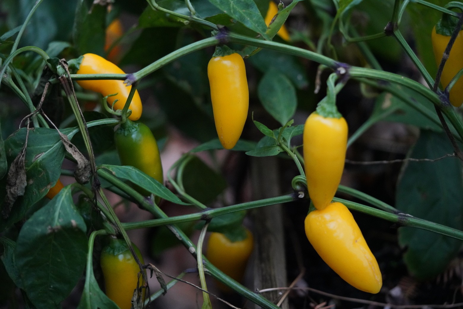 Lemon Spice Jalapeno Pepper 10 Seeds, Free Shipping!