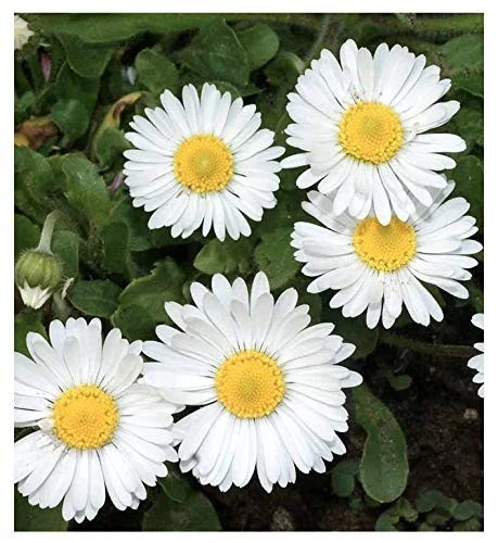 White English Lawn Daisy Mix, Lawns and Borders – 1000 Seeds – Bellis