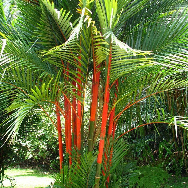 Cyrtostachys renda LIPSTICK PALM Seeds!