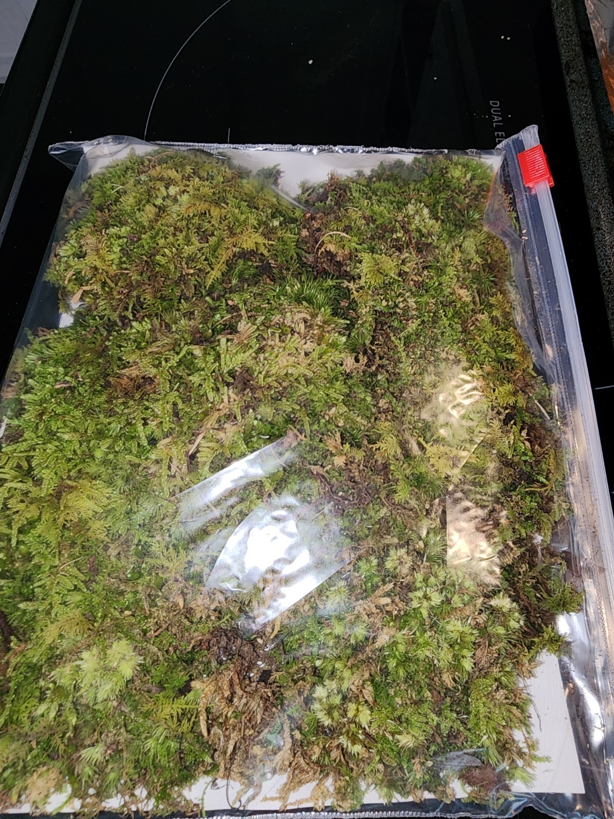 [4] Gal. Live Mood / Sheet / Fern Moss – Terrariums, Vivariums, Fairy Gardens
