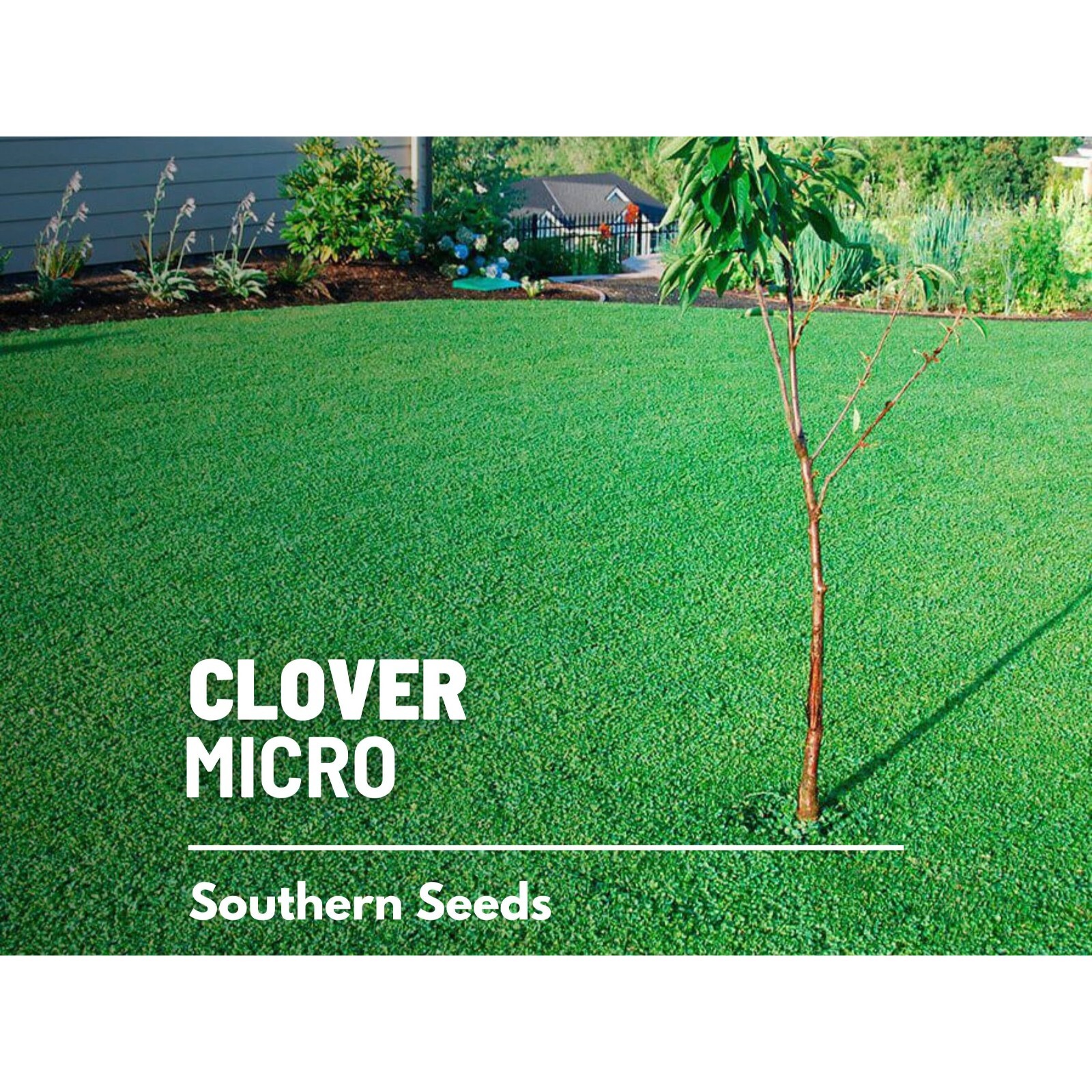Clover, Micro (Mini) – 10,000 Seeds – Lawn Alternative, Grass Supplement