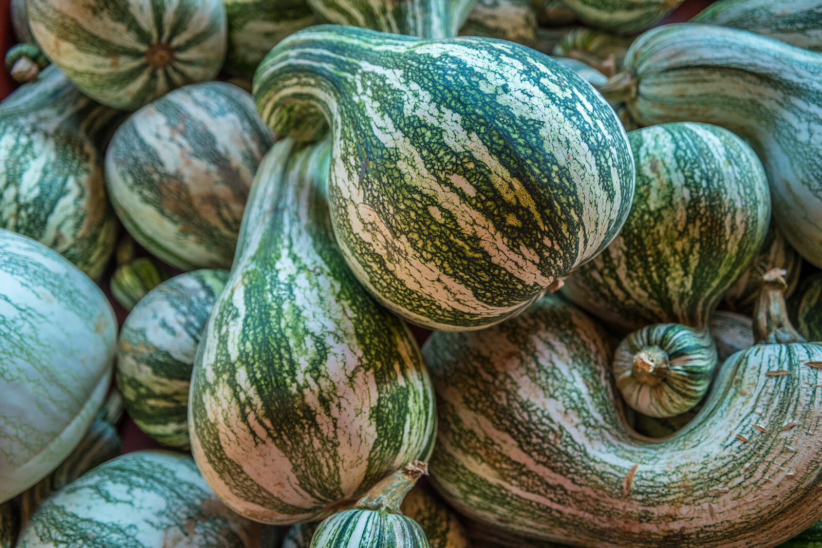 Cushaw Green Striped Pumpkin, NON-GMO, Tennessee Sweet Potato, FREE SHIPPING
