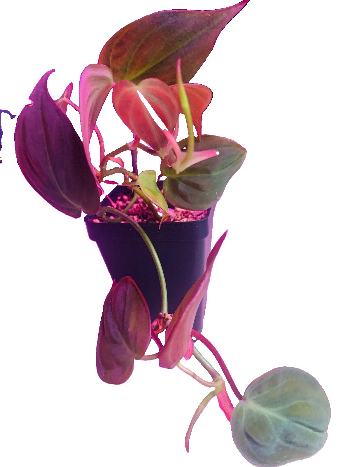 Rare Philodendron micans live potted plant- exact plant