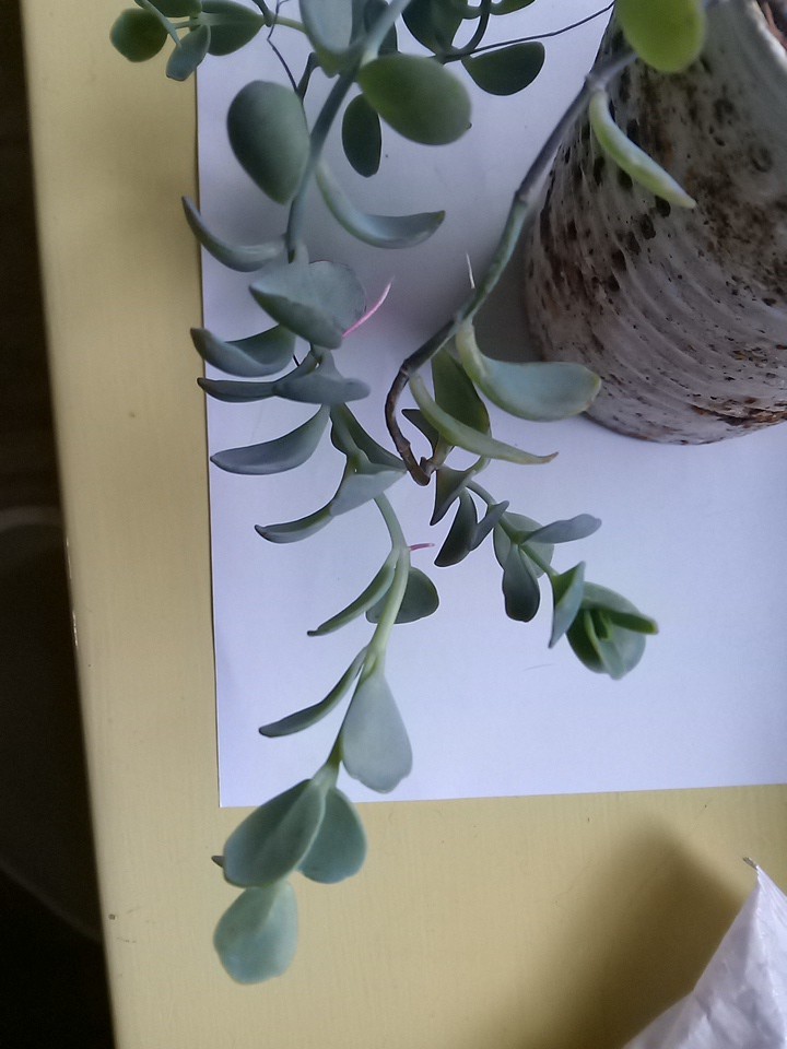 Flapjack Kalanchoe Succulent Paddle LIVE plant Cutting With Air Roots