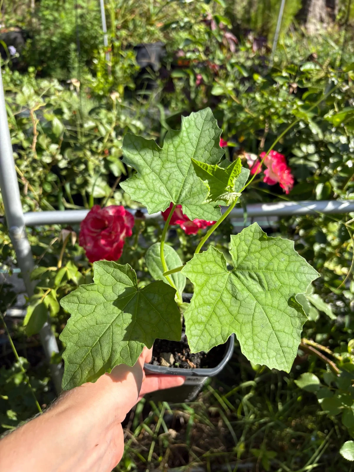Loofah, the Natural Sponge | Loofah / 6 – 9 inch Luffa Plant in a Soiled Pot