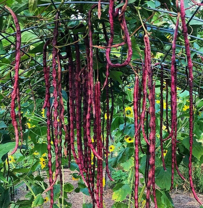 Red Noodle Yard Long Bean Seeds | Chinese Purple Cowpea Beans Asian Seed 2024