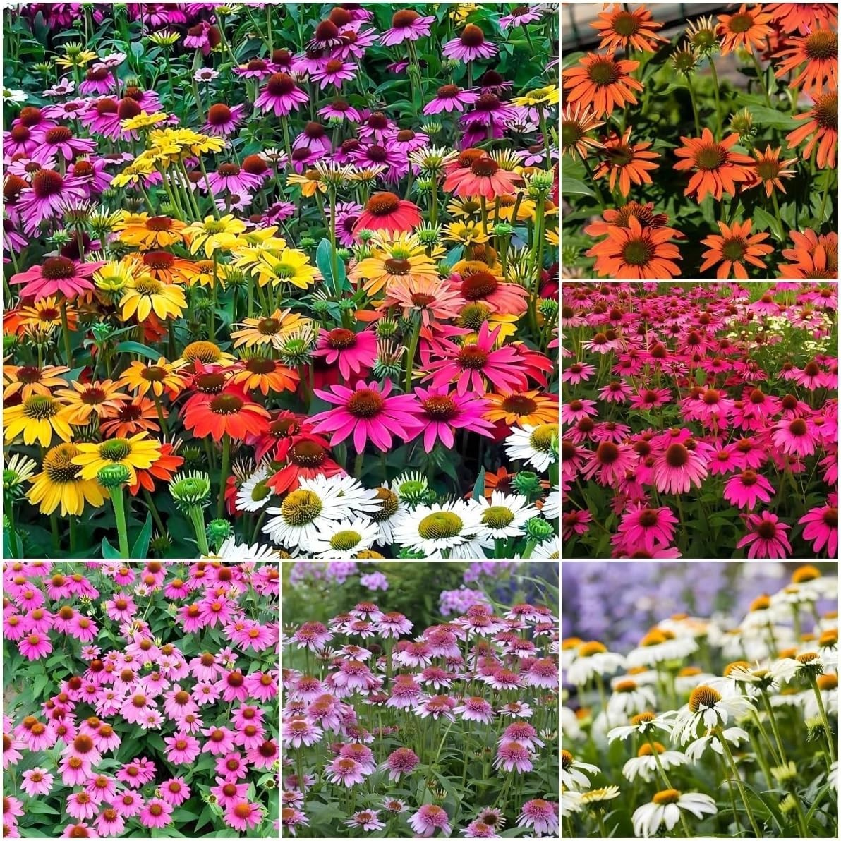 1200+ Mixed Color Echinacea Seeds – Perennial Multi-Color Coneflower, Non-GMO He
