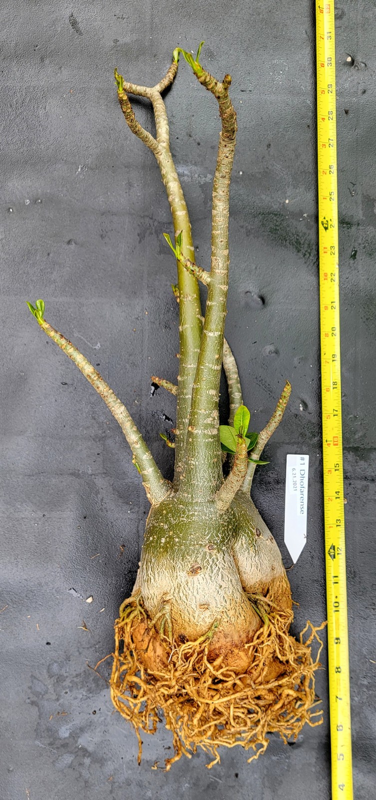 Adenium DOHFARENSE SUPERFAT Caudiciform 3 EXACTPlants 100%USAgrown RAREUncommon