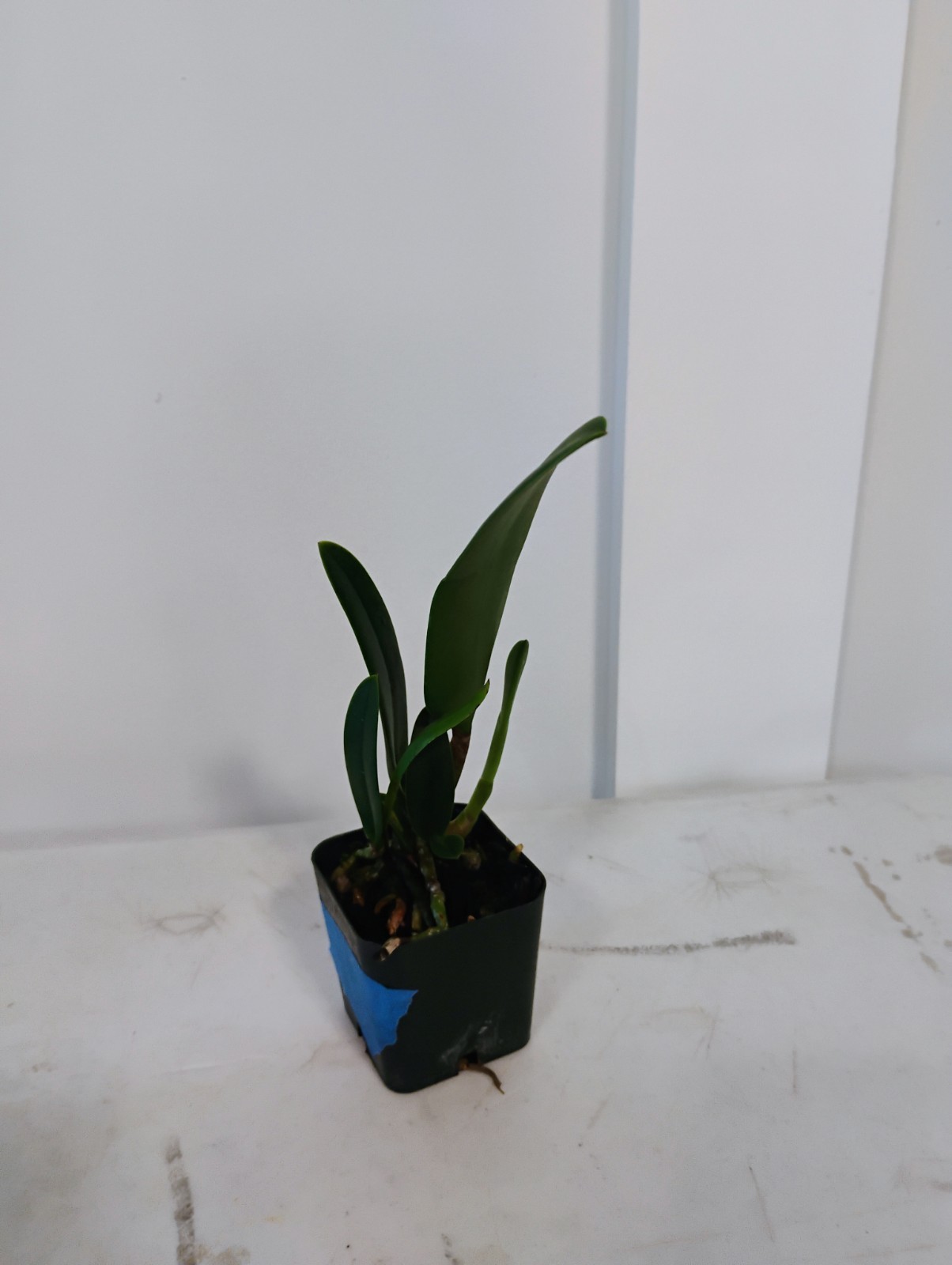Cattleya Orchid – Bc. Keowee ‘Mendenhall’