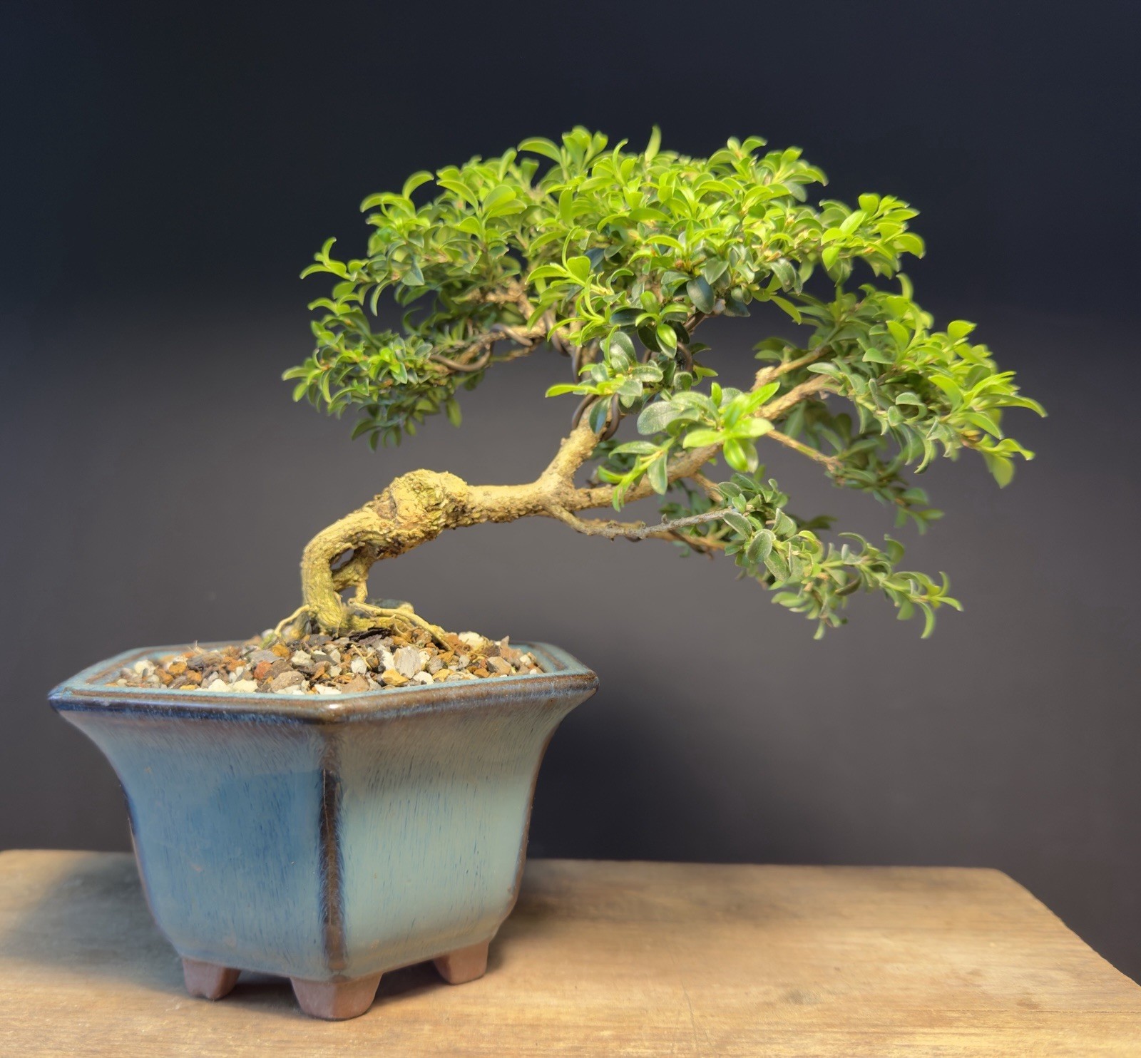Bonsai Tree Kingsville Boxwood 10+ Years Old 5 1/2” Tall Quality Chinese Pot