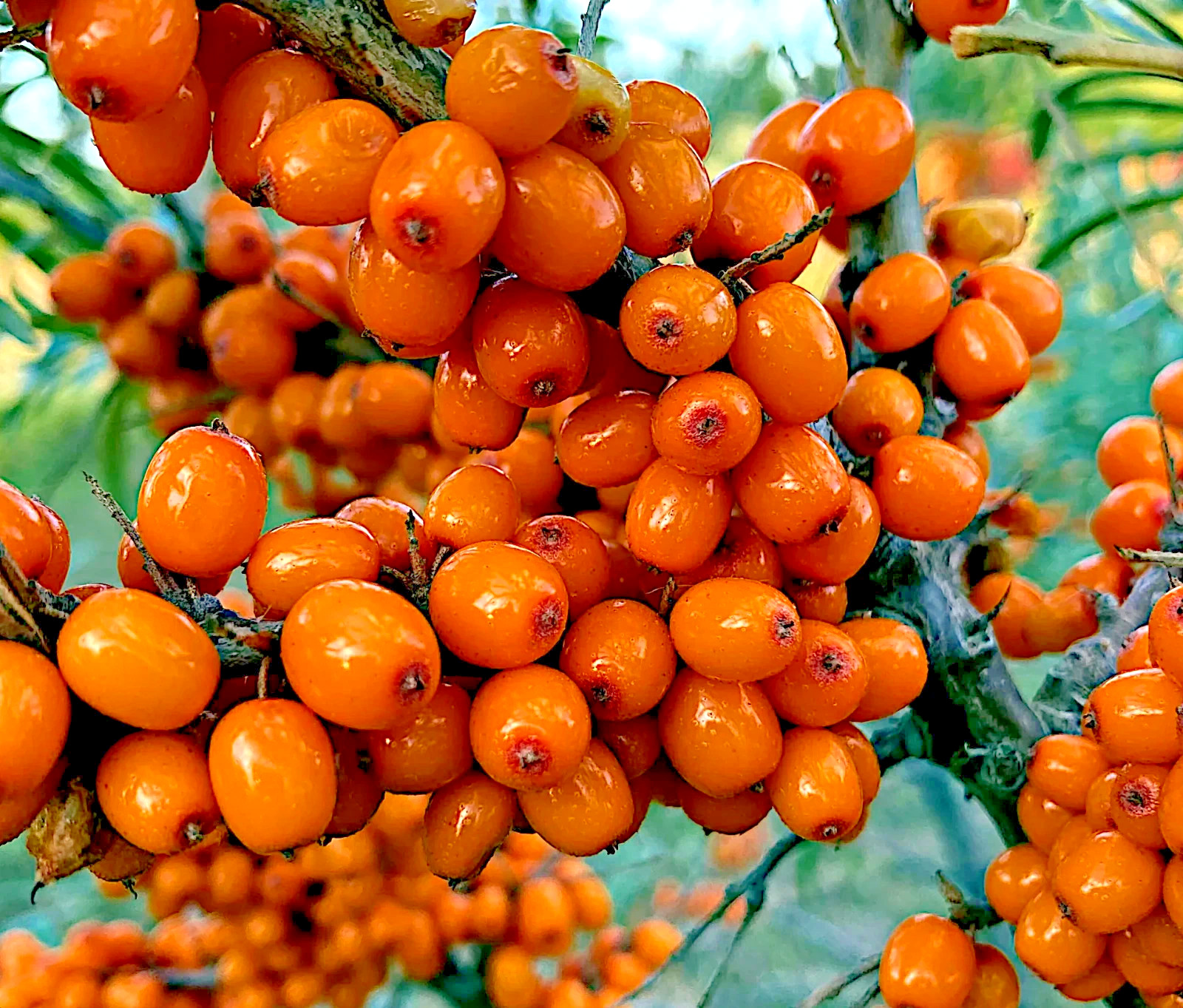 Sea Buckthorn “Seaberry” Tree Seeds (Hippophae Rhamnoides) Cold Hardy Fruit