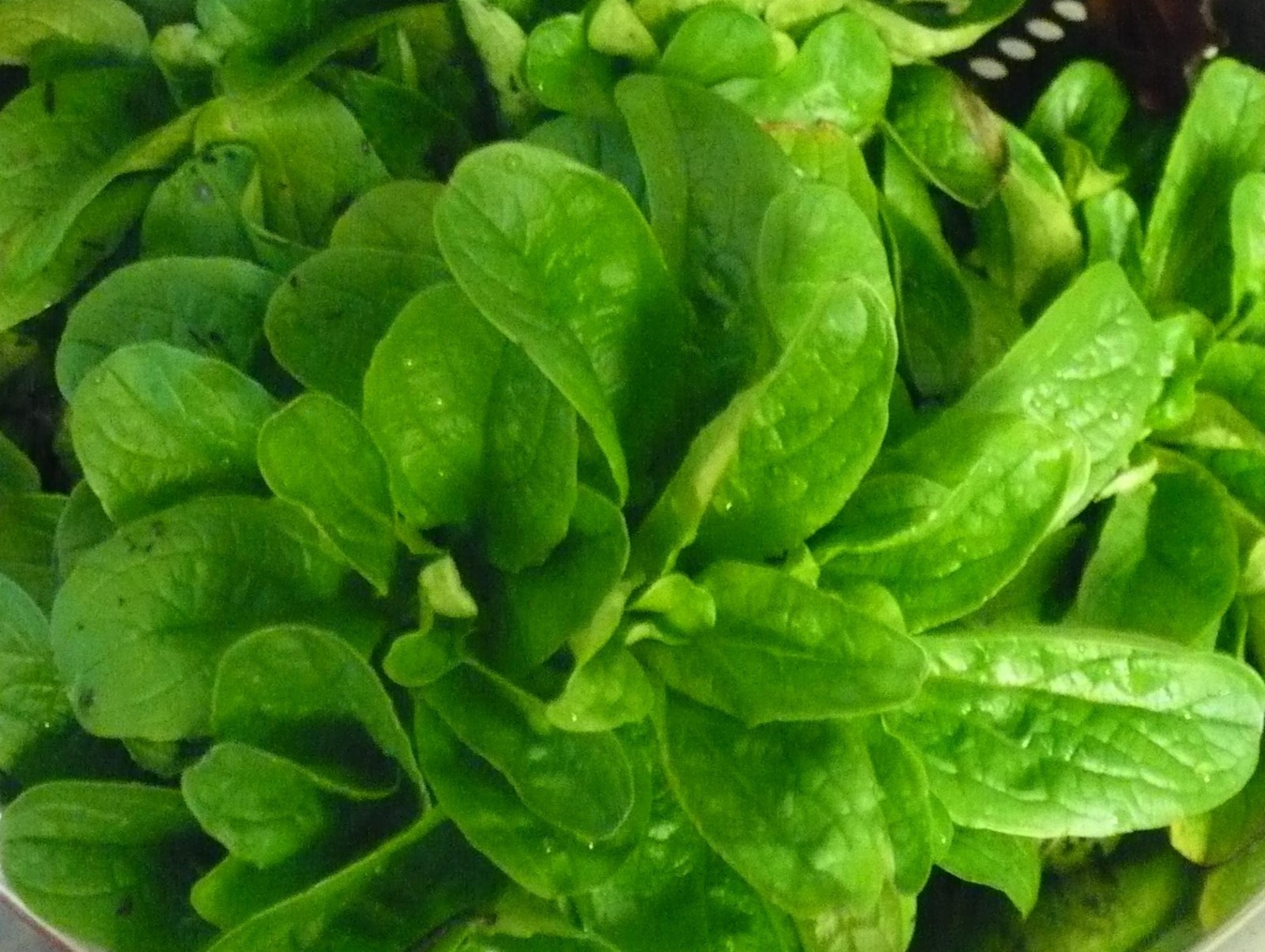Corn Salad (Mache, Lamb’s Lettuce) Seeds- Heirloom- 300+ 2021 Seeds