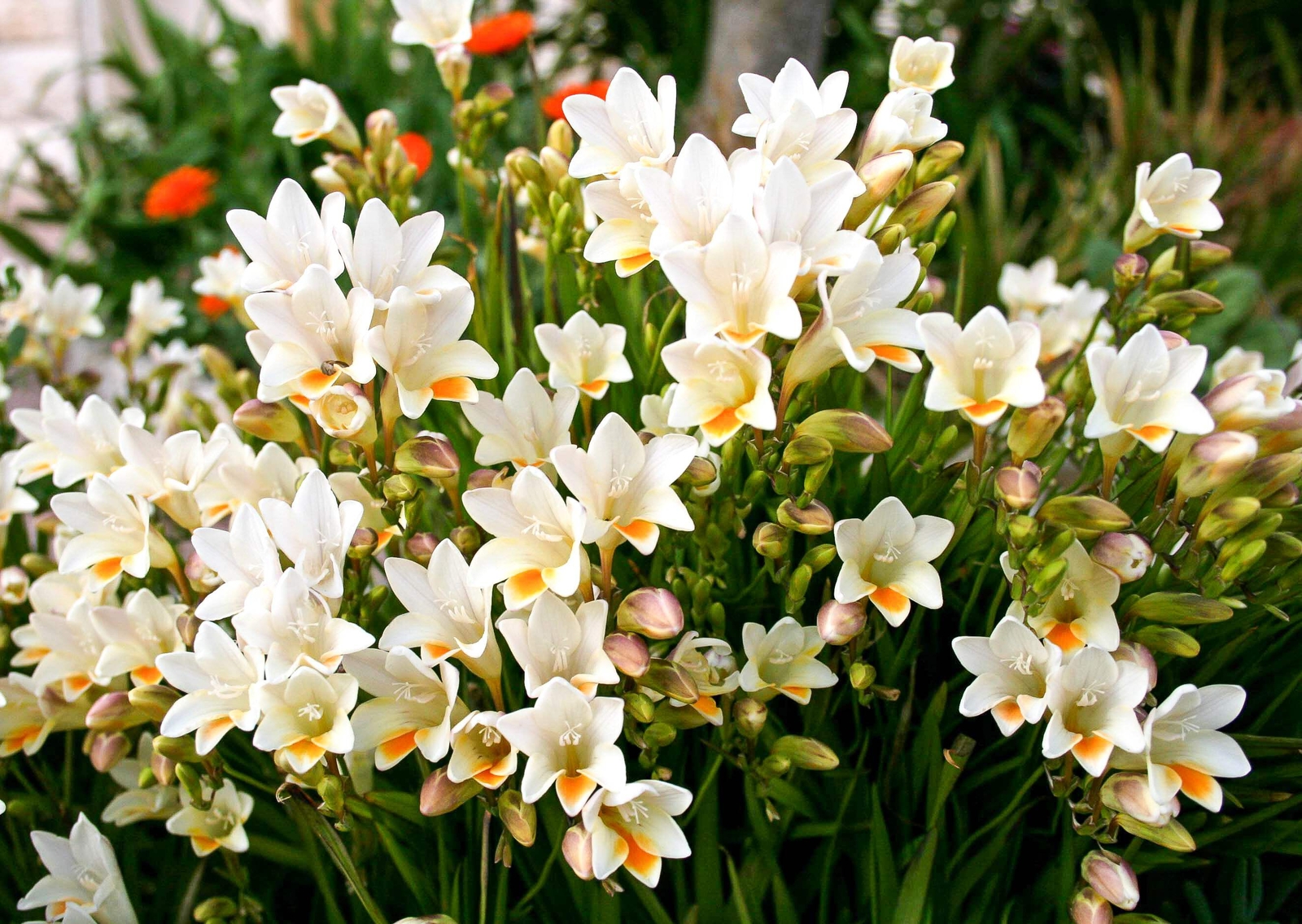 5 ROYAL CHAMPION MIX FREESIA Mixed Colors Pink Blue Purple Yellow + Flower Seeds
