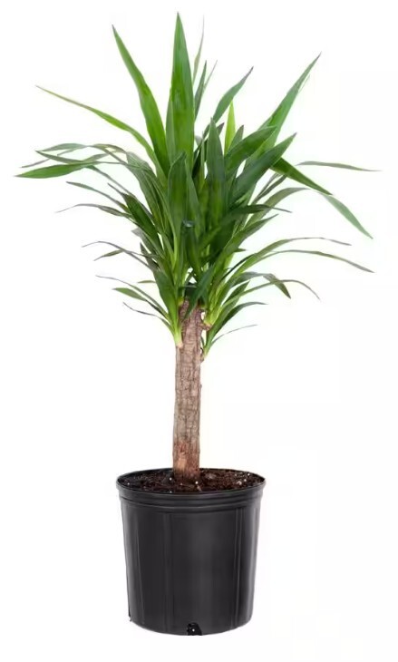 United Nursery Yucca Cane Plant – 9.25 inch Grower Pot