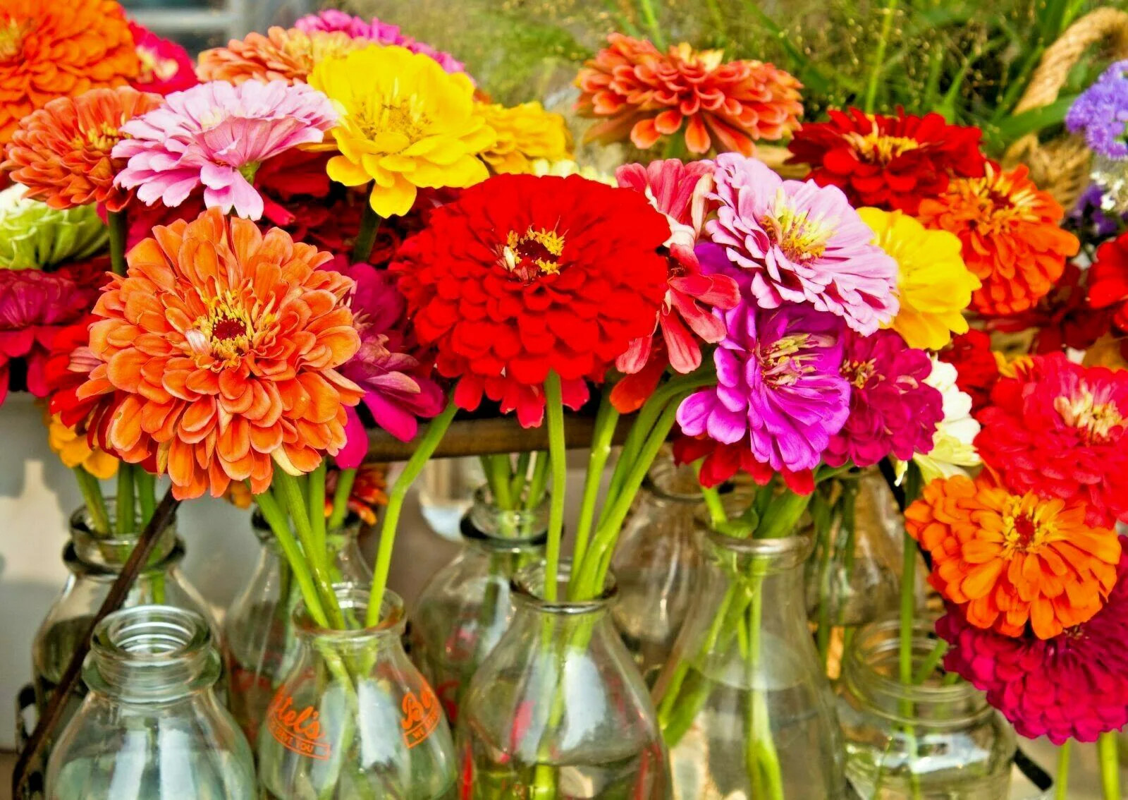 California Giant Mix Zinnia Seeds | Huge Rainbow Multi Colorful Flower Seed 2024