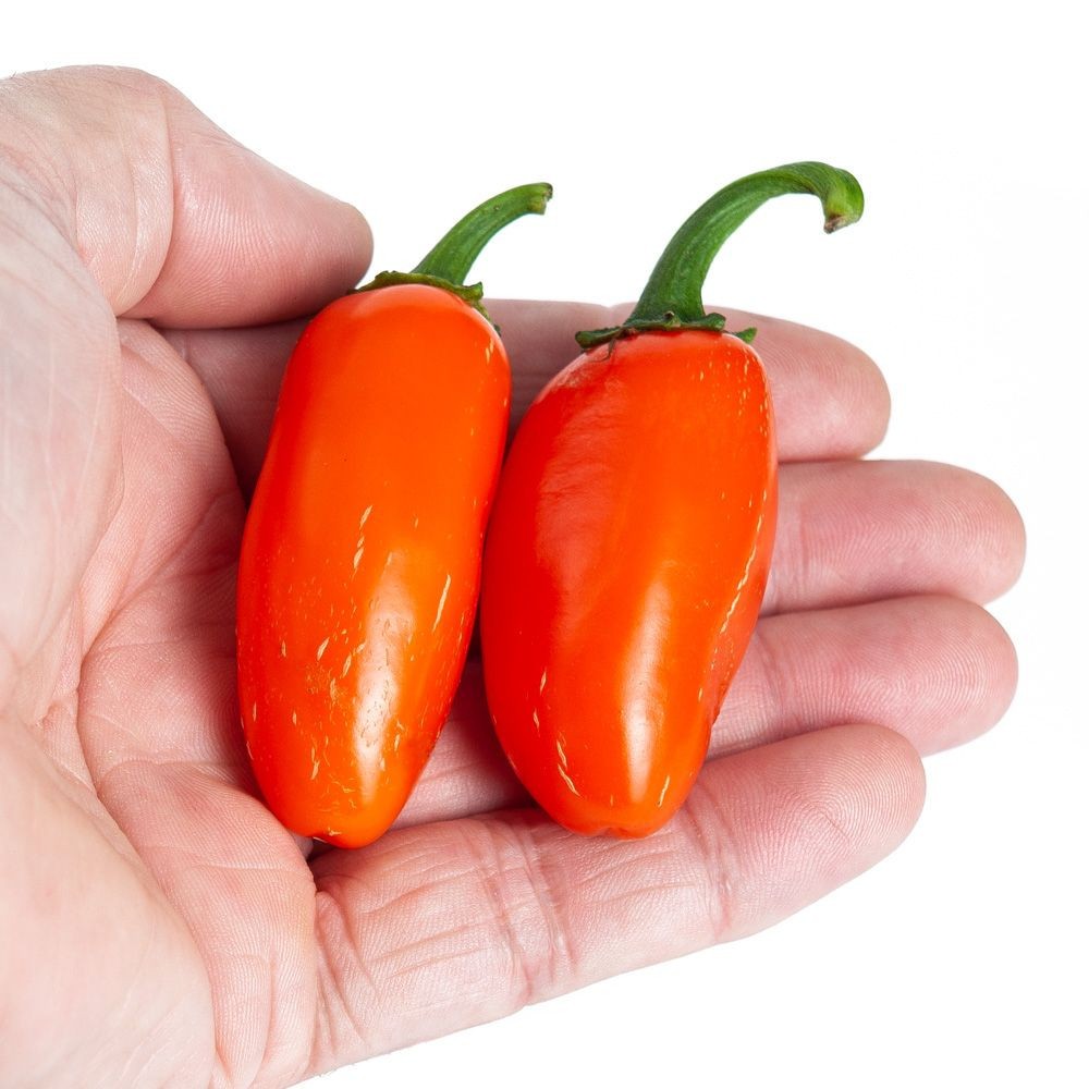 Orange Spice Jalapeno F1 Jalapeno Pepper: 10 Seeds, Free Shipping!