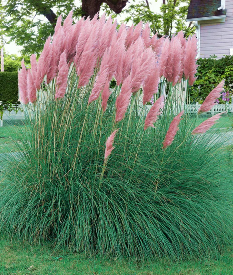 Cortaderia “Pampas Grass Pink” Live Plant – 3-5 Inches Tall – Ship No Pot