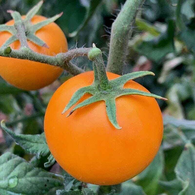120+ Orange Cherry Tomato Seeds – Heirloom – NON GMO – Organic ——— RARE