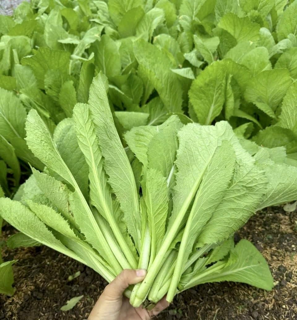 2000 Premium Mustard Green Seeds – Cải Bẹ Xanh – Broadleaf Mustard, GAI