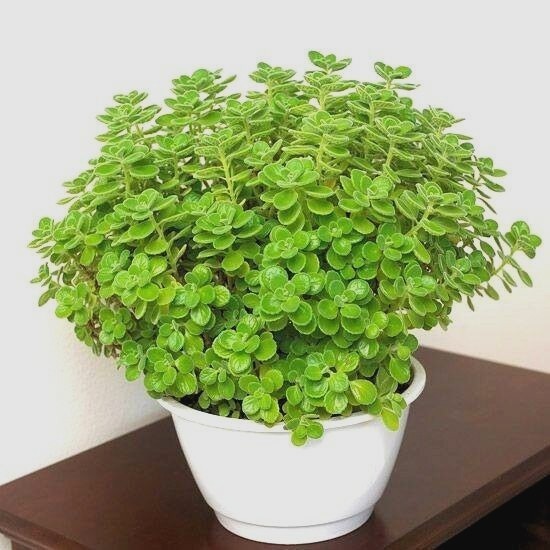 501+ITALIAN OREGANO Seed Organic Herb Patio Container Vegetable Garden Perennial