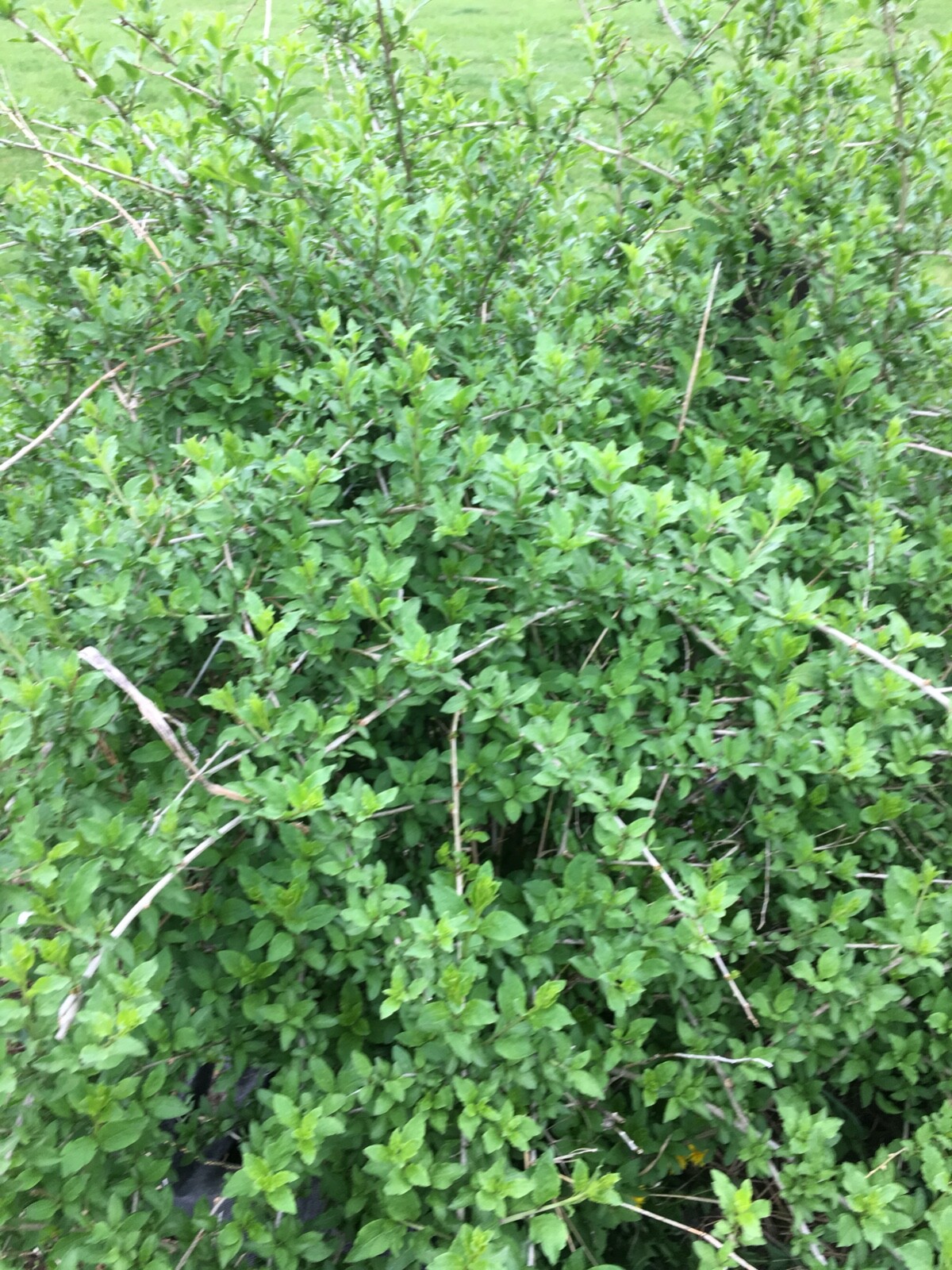 3 goji berry live plants with bare root and 5 Cuttings without root
