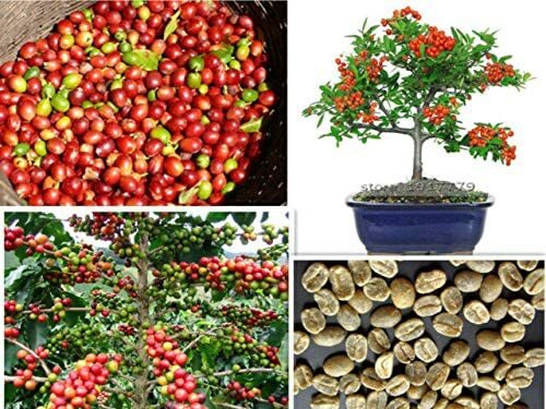 5 Arabica Coffee Bonsai Tree Seeds to Grow Exotic Indoor Bonsai Tree