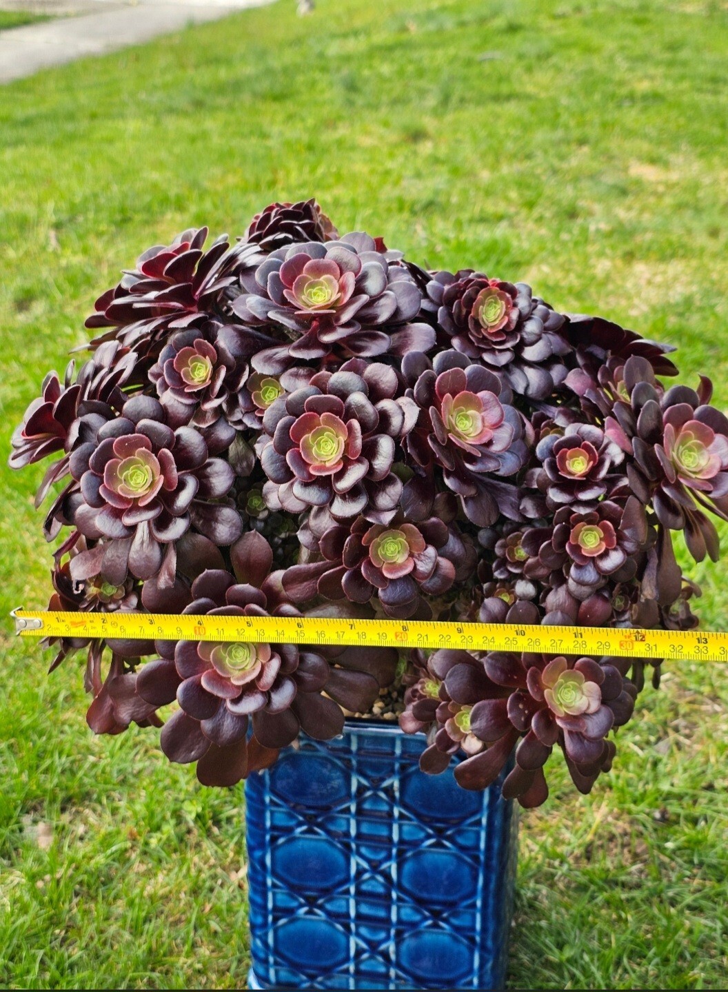 Aeonium Arboreum Velour Bud Crested