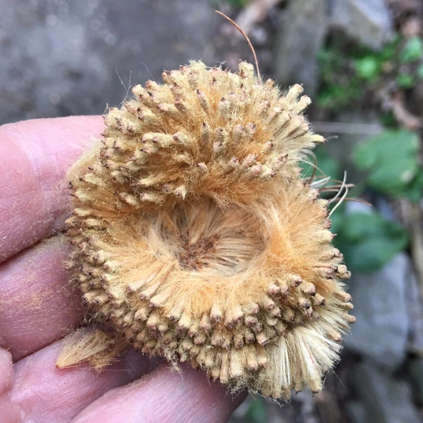 American sycamore seeds – 100