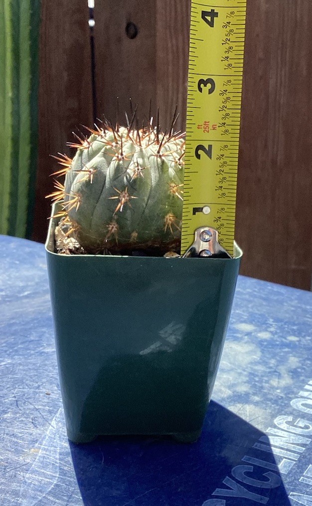Beautiful Copiapoa Cinerea -Blk Spines- RARE! (Own Roots) -Sold Potted
