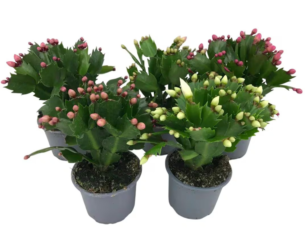 4 Mix Color Christmas Cactus Live Plant for Planting 4-6 Inch Tall in 3″ Pot