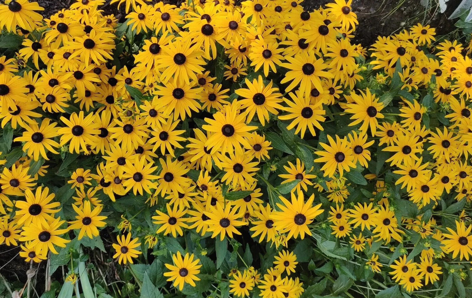 4+1 FREE Plants Black-Eyed Susan &Bright Yellow Flower July -Oct Perennial