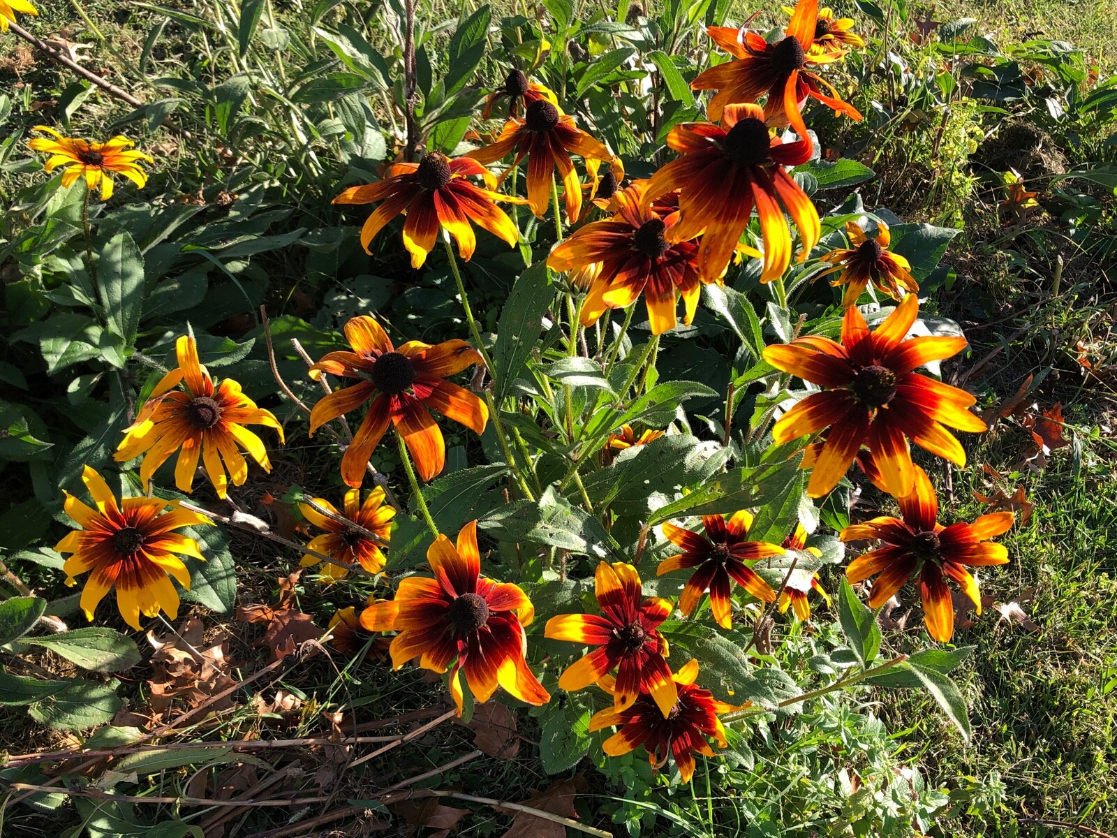 Organic Rudbeckia Hirta SEEDS~Gloriosa Daisy BlackEyed Susan~Color Variation Mix