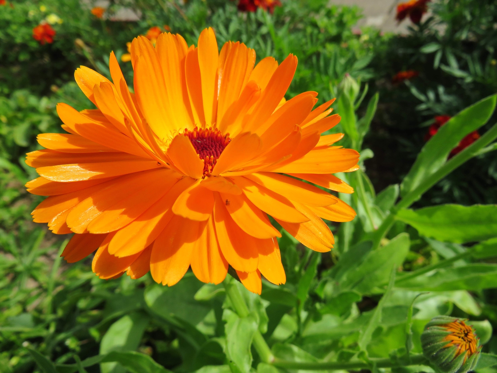 500 PACIFIC Beauty ORANGE MARIGOLD Calendula Officinalis Flower Seeds