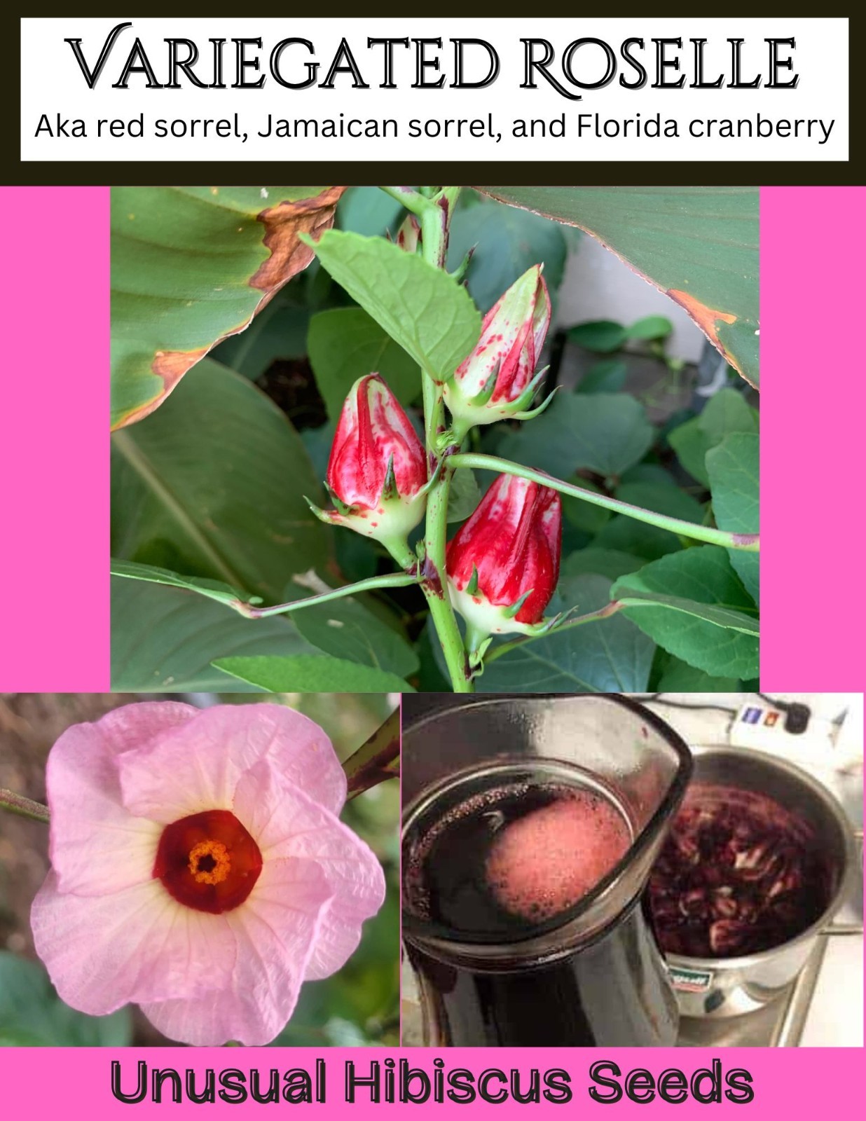 50 Variegated Roselle, Jamaican Sorrel Seeds – Marbled Hibiscus Jewels!